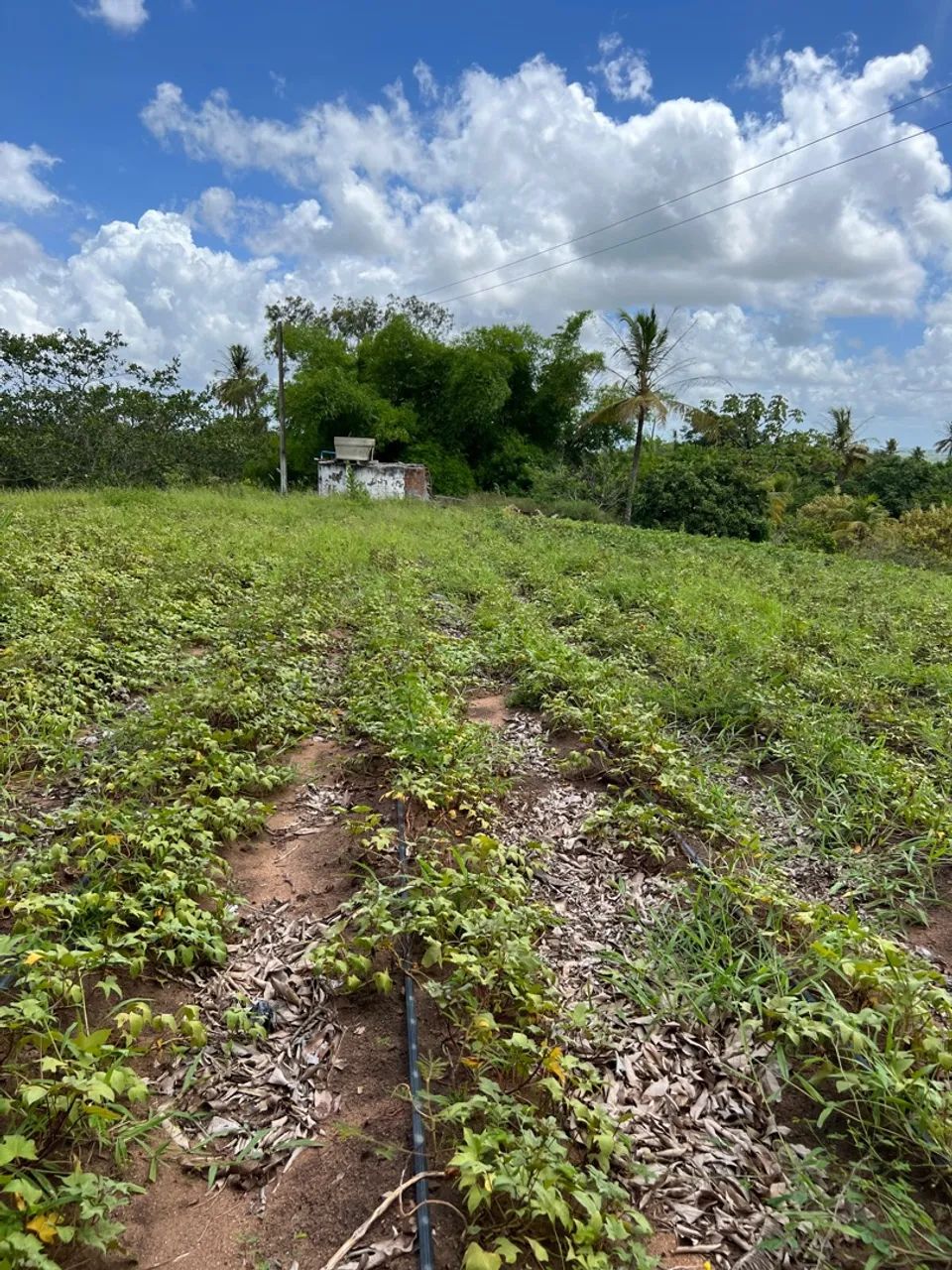 Área com 7 Hectares à Venda - Glória do Goitá-PE - Foto 2
