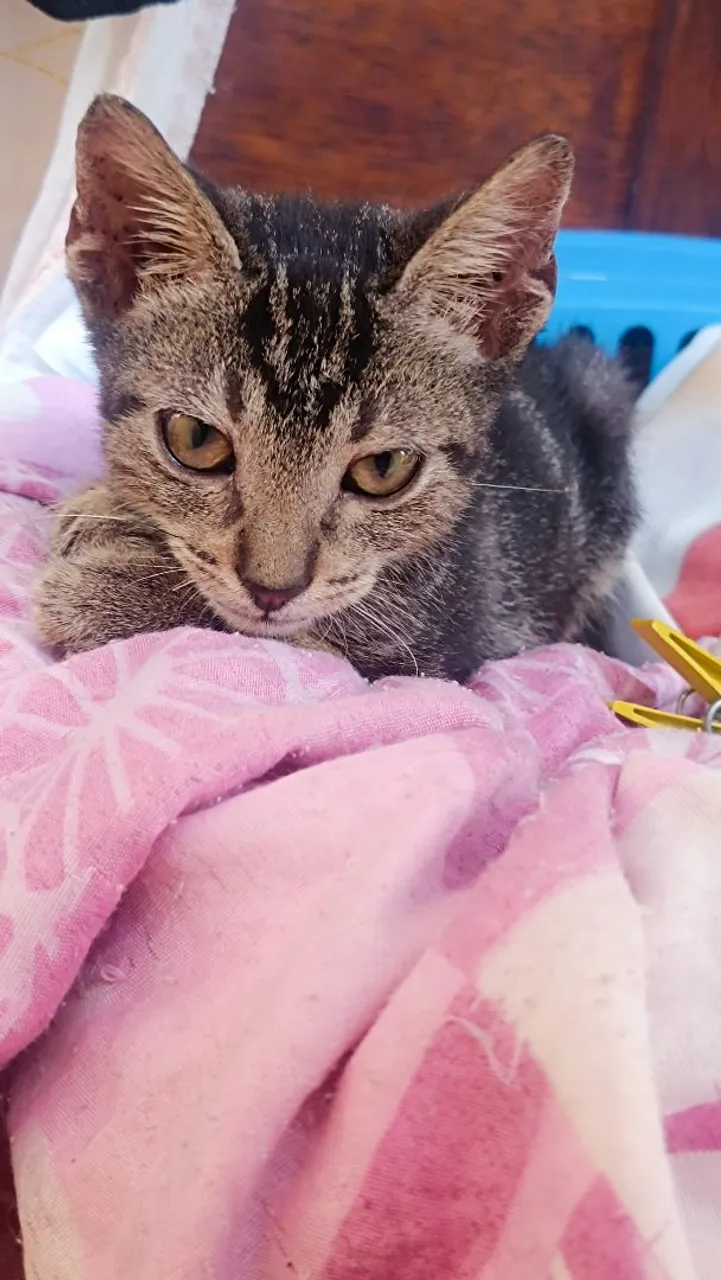 Gato macho para doação