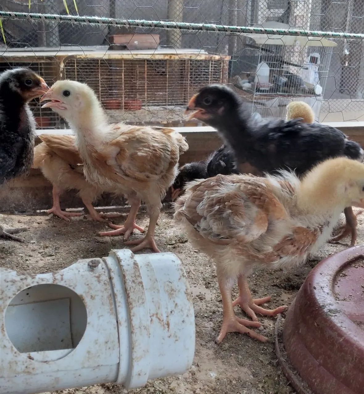 Venda Pintinhos em saquarema 