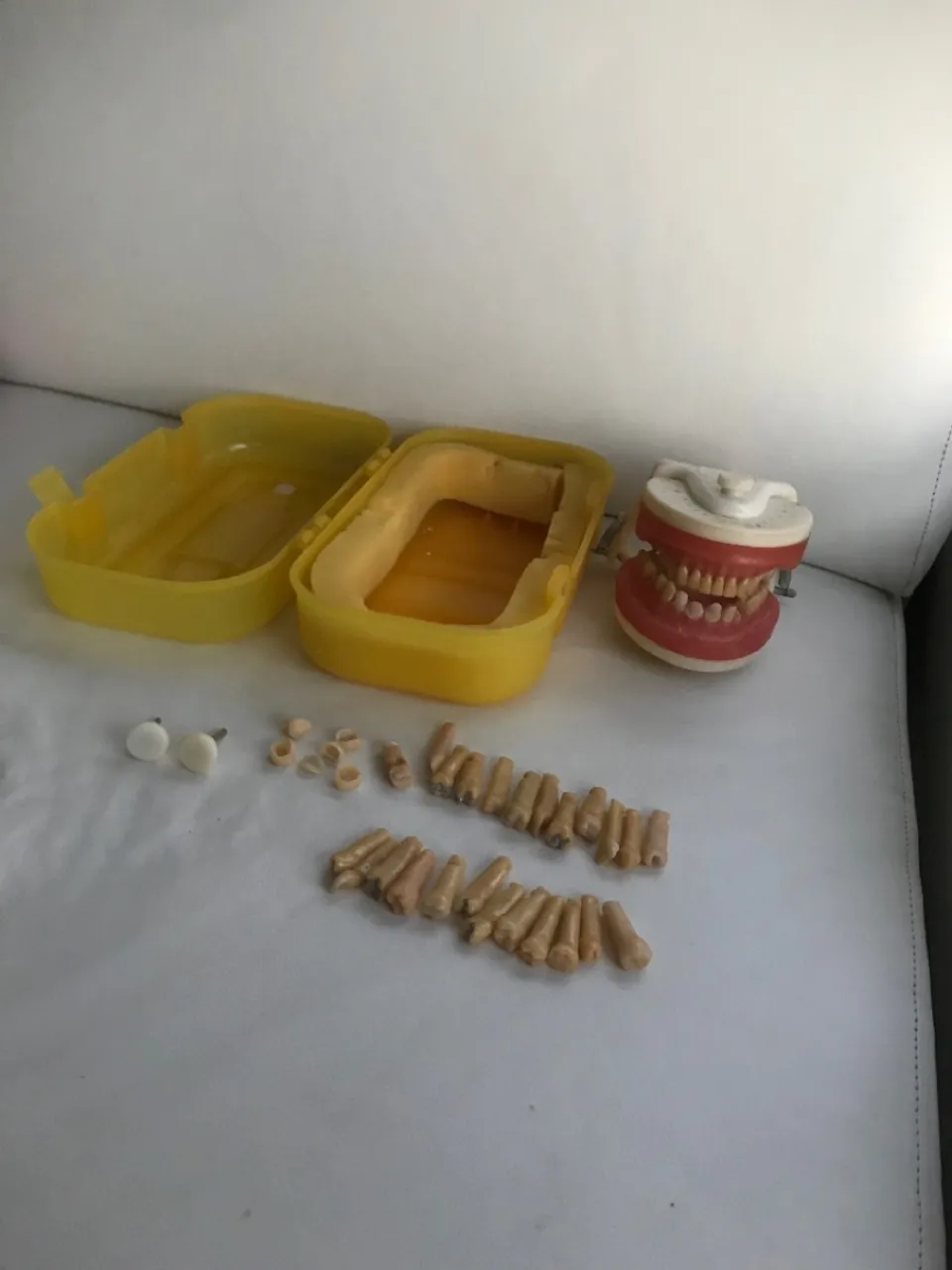 Kit de dentes para estudo odontológico