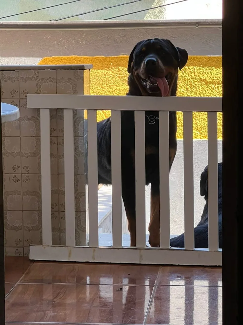 Filhotes de Rottweiler