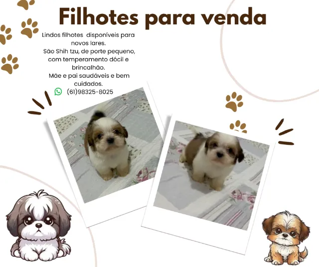 Filhotes para venda