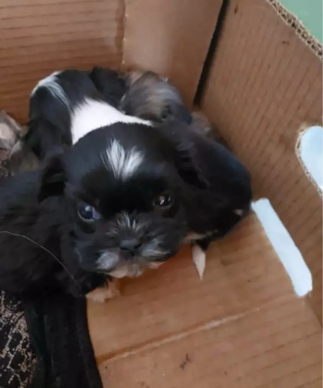 Filhotes de Shih Tzu para adoção! Chamar PV + *