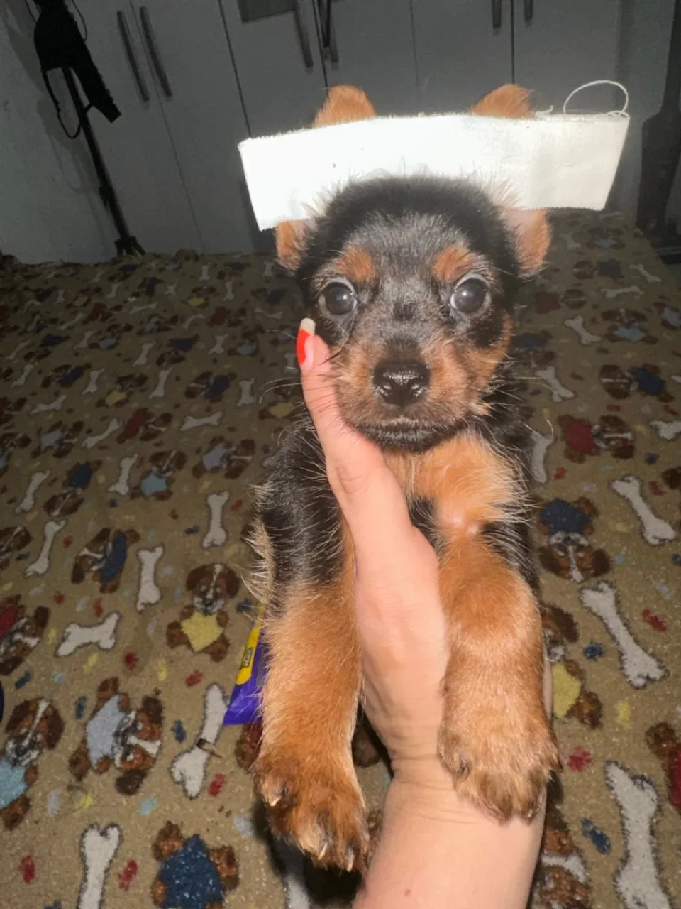 Micro Filhote de Yorkshire Terrier fêmea 