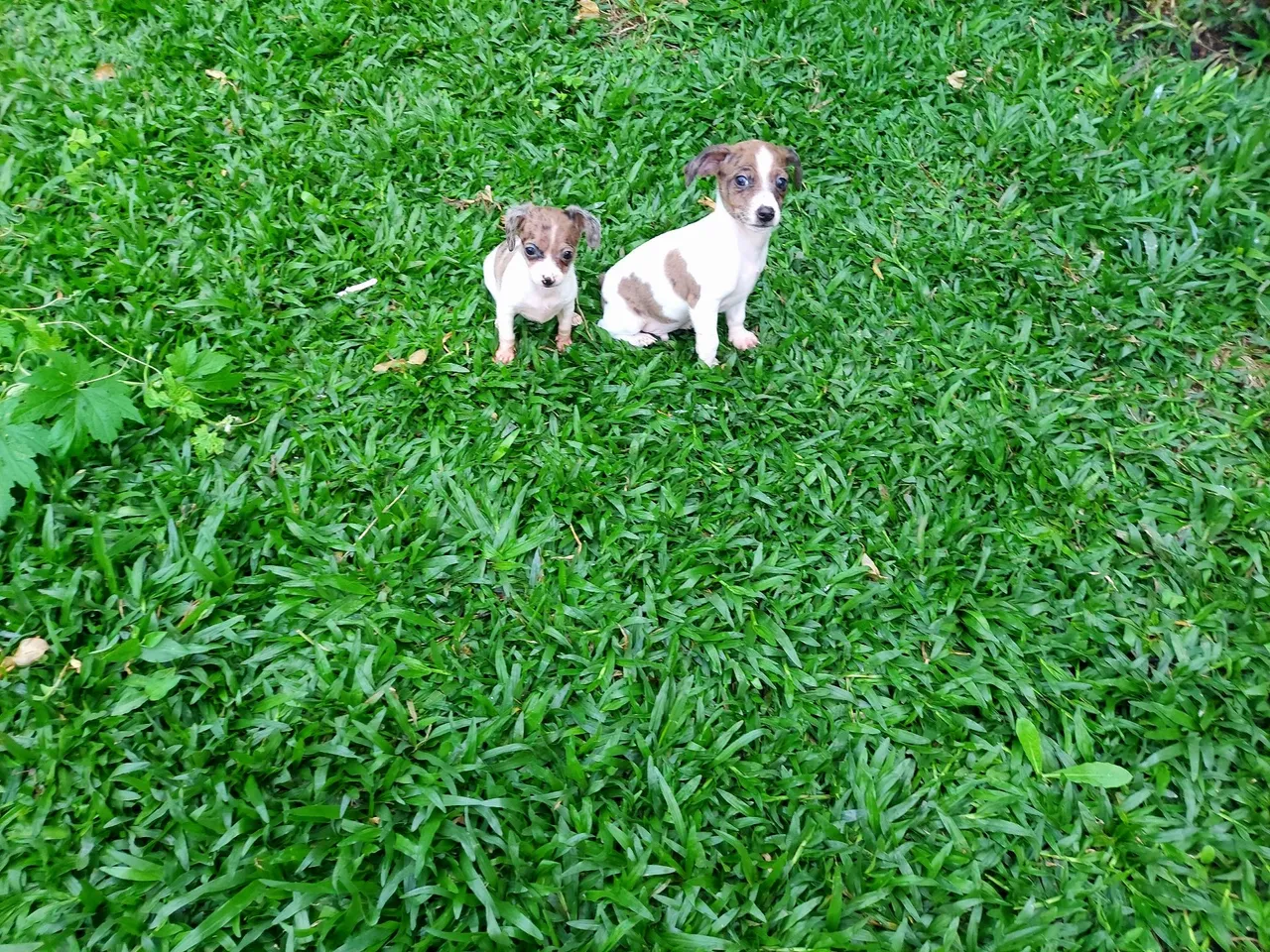Filhotes Pinscher Miniatura
