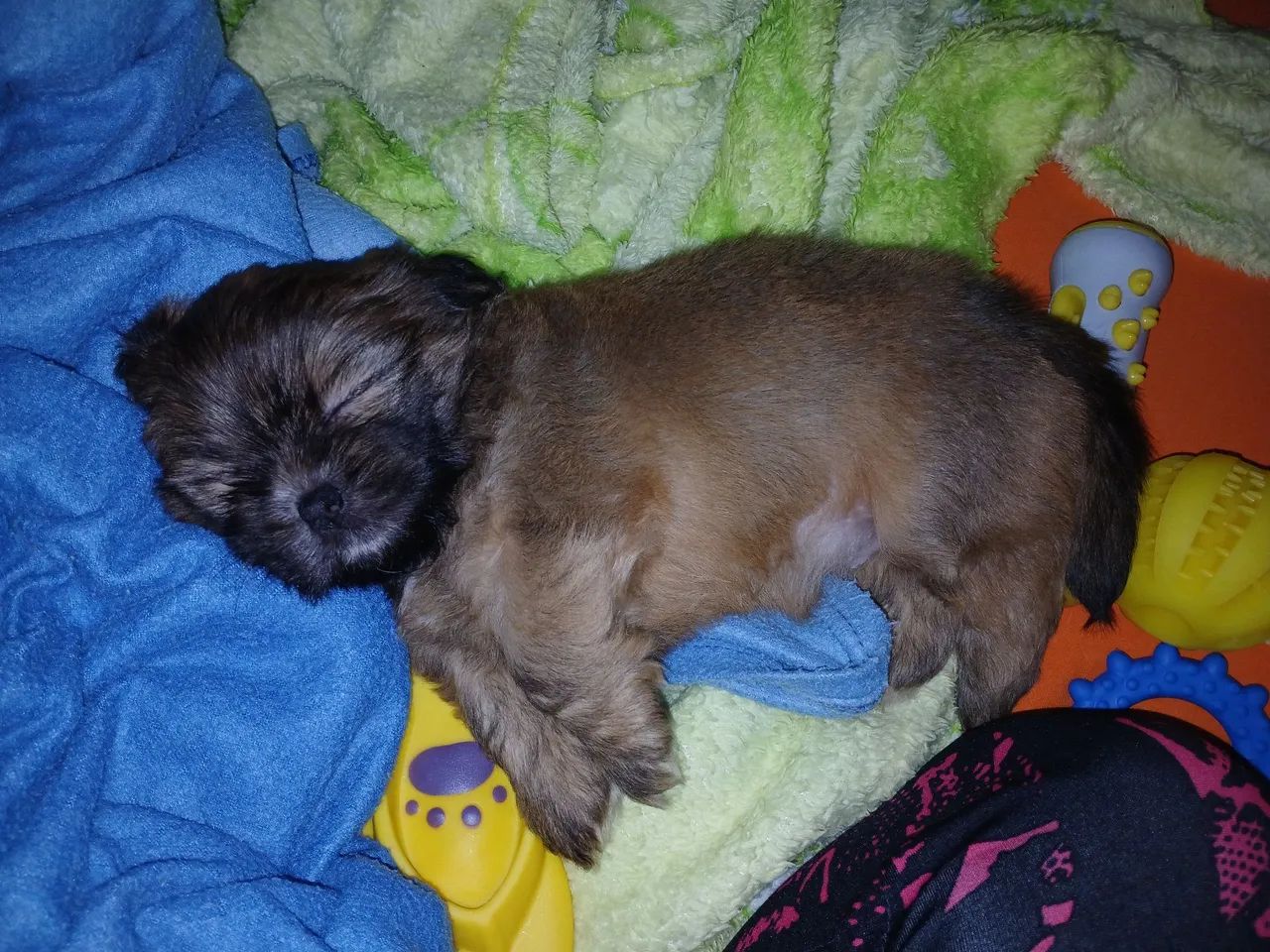 Lhasa apso machinho - Foto 3
