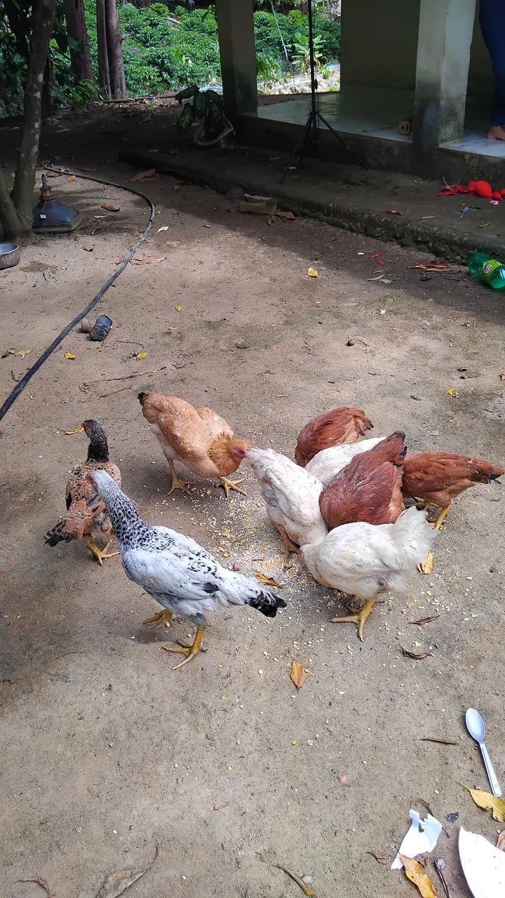Caipira - Foto 2