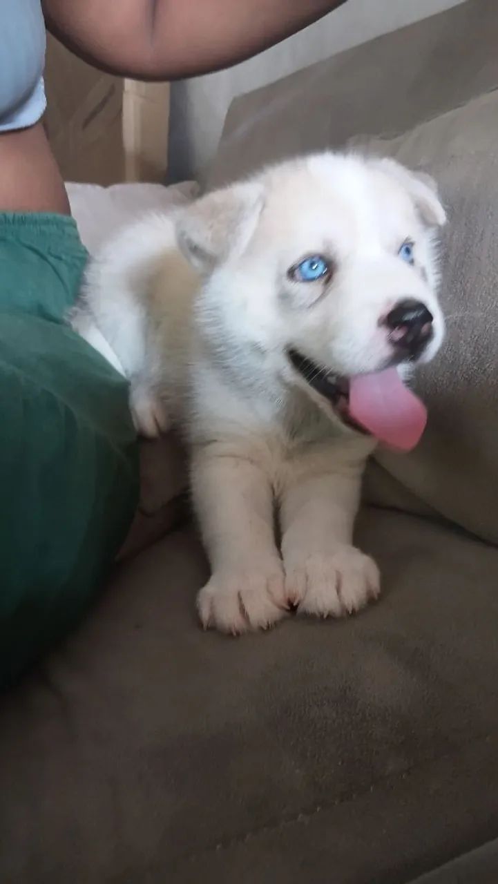 HUSKY SIBERIANO  - Foto 2