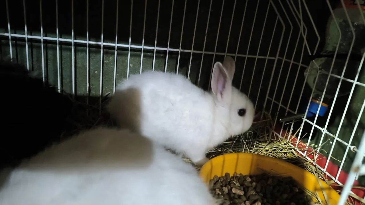 Mini coelho anão Netherland dwarf  - Foto 2