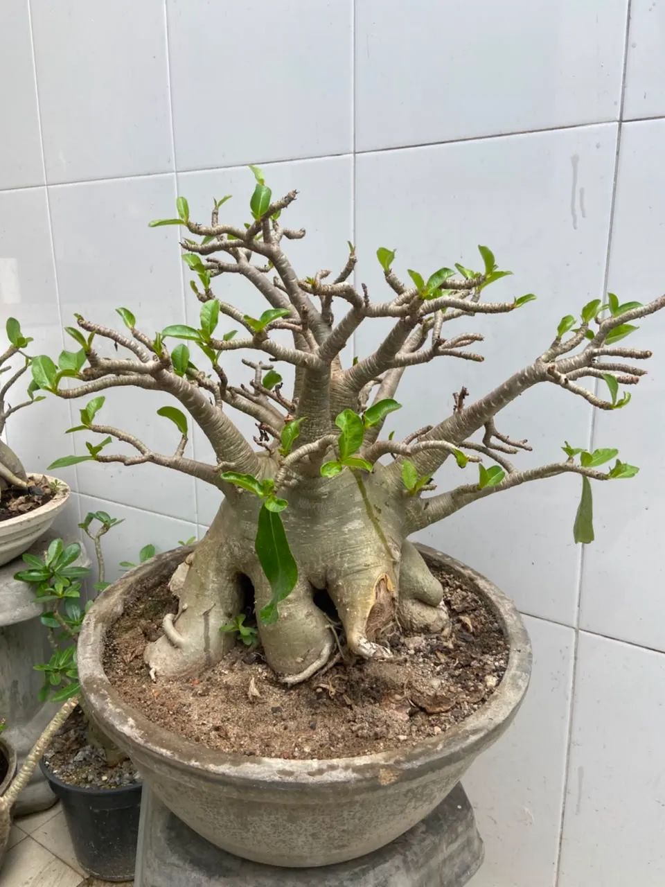 Rosa do deserto - Foto 4