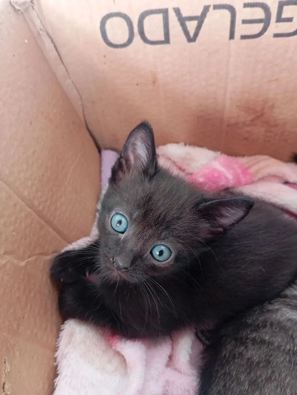 Doação gatos - Foto 4