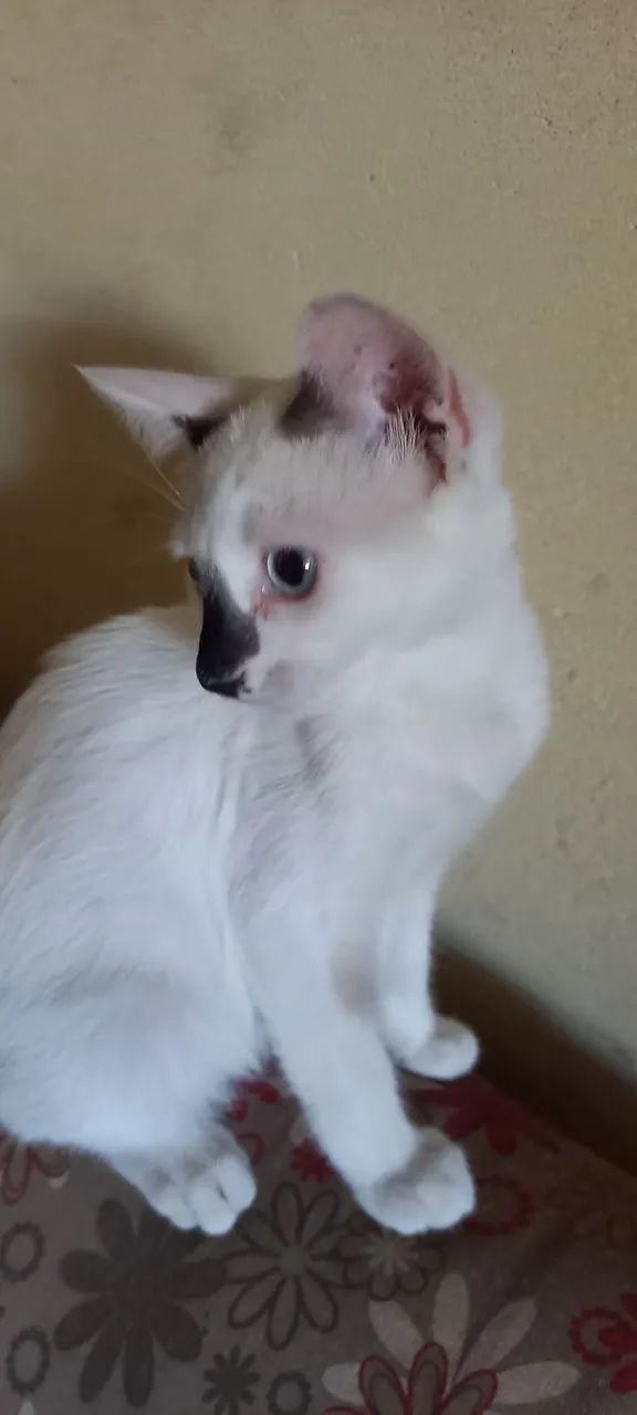 Lindo filhote Macho disponível para Adoção - Foto 2