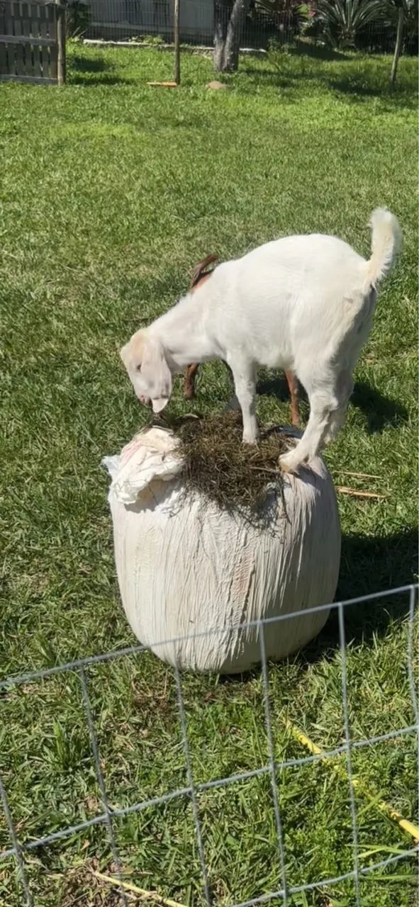 Cabrito 