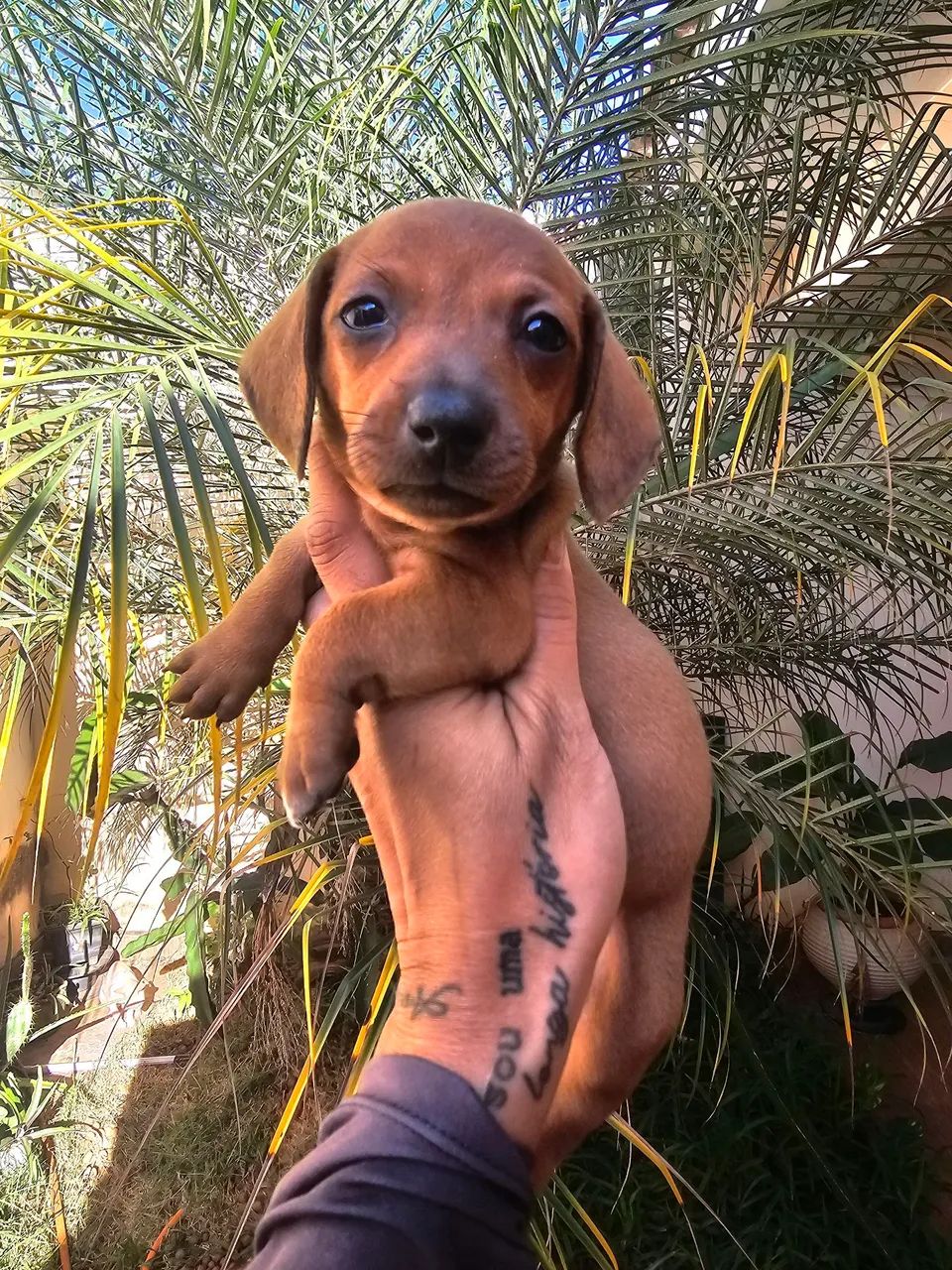 Dachshound fêmeas e machos 