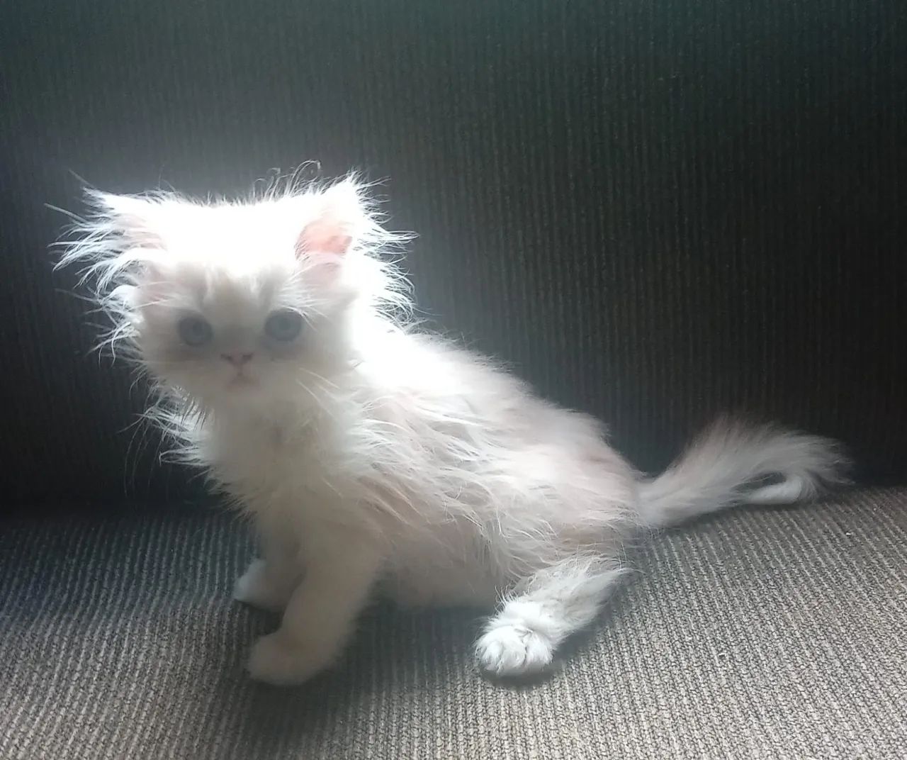 Linda filhote de gata persa femea pura.Parcelo.Entrego em Curitiba e região 