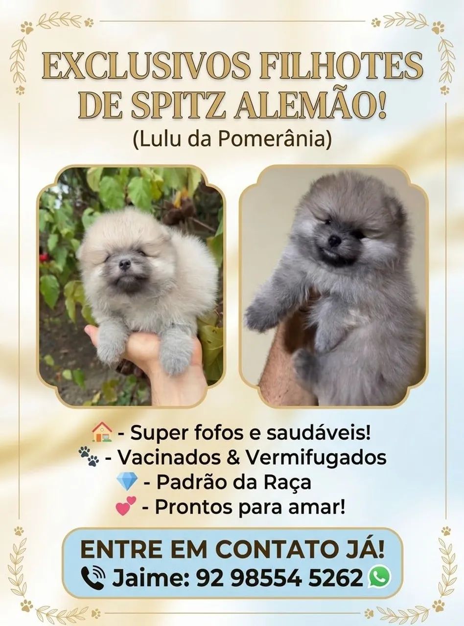 Spitz alemão 