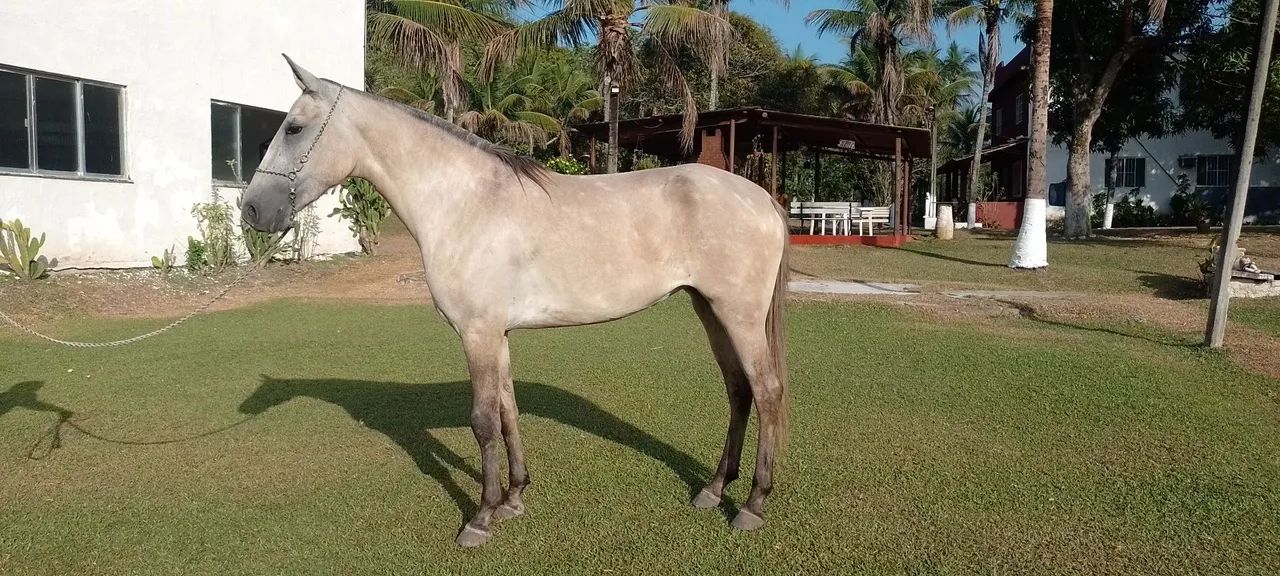 Potra mangalarga registrada  - Foto 4