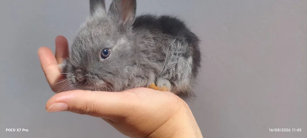 ? COELHINHOS ANÕES À VENDA! ?   - Foto 6