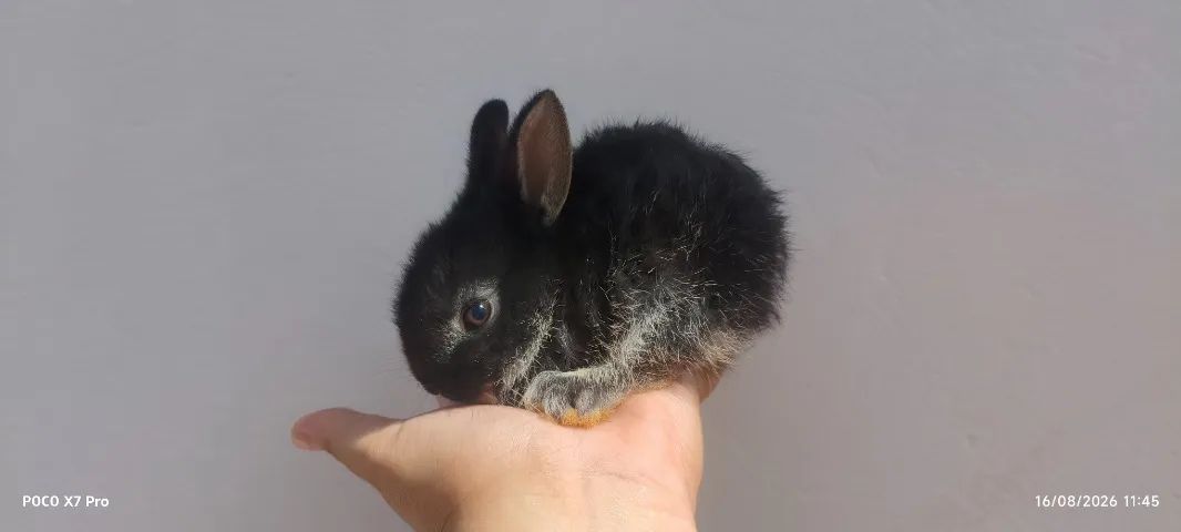 ? COELHINHOS ANÕES À VENDA! ?  