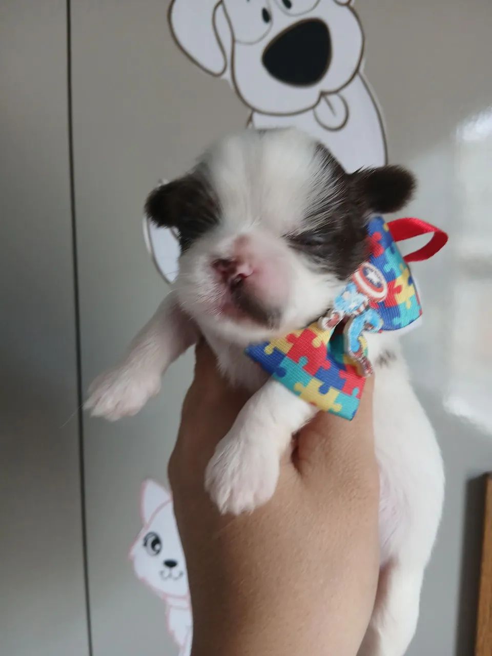 Vendo lindos filhotes shi tzus  - Foto 4