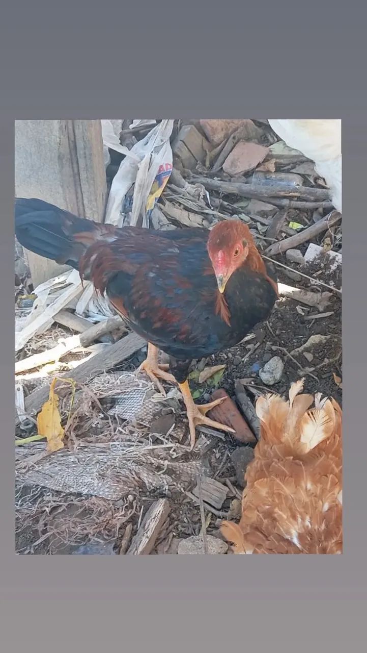 Frango  - Foto 5