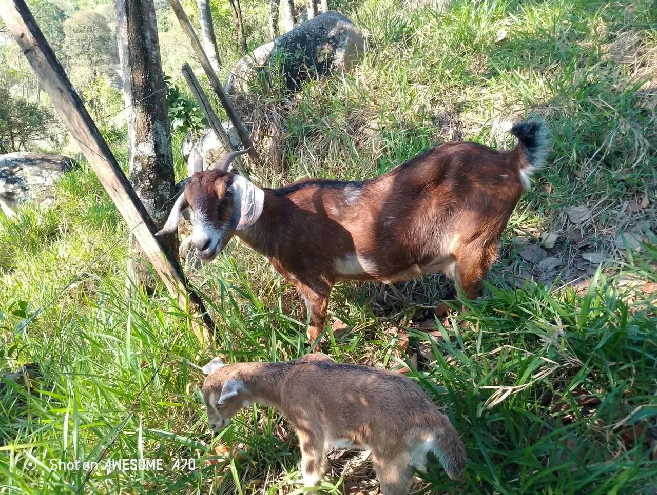 Cabra e cabritinha disponível  - Foto 3