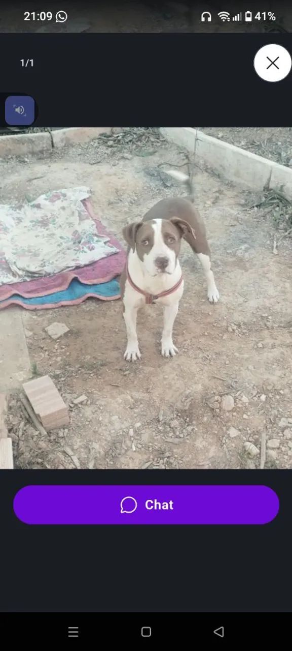 Doação de cachorro