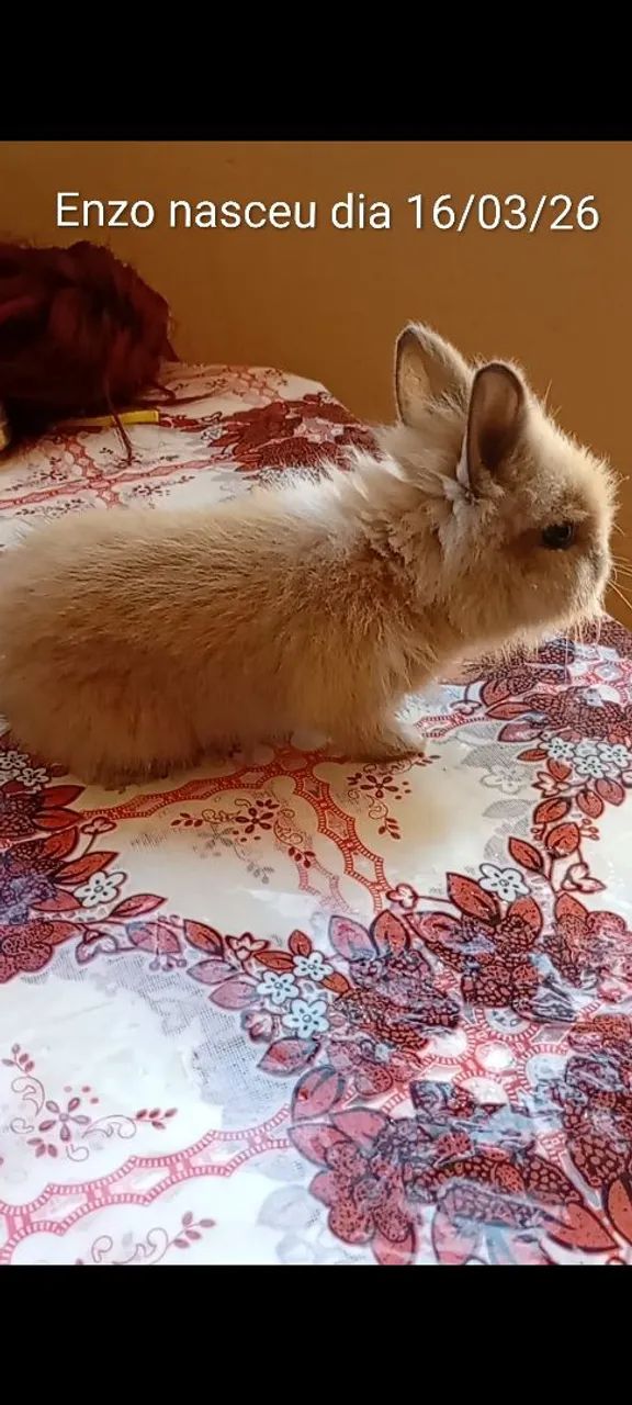 Mini coelho vendo ou troco  - Foto 2