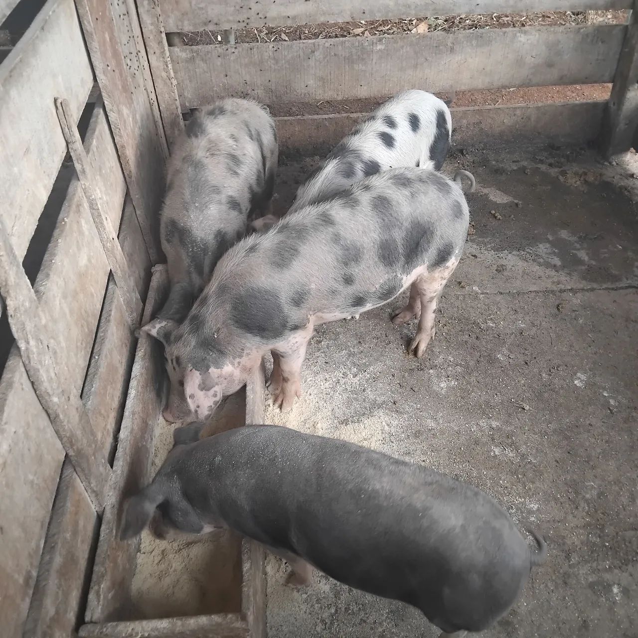Animal 