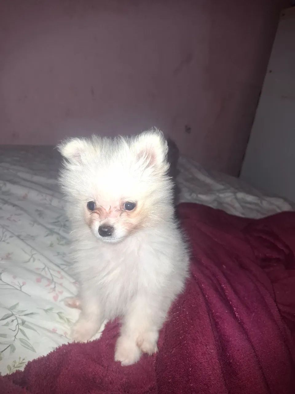 Cachorro spit alemao  - Foto 2