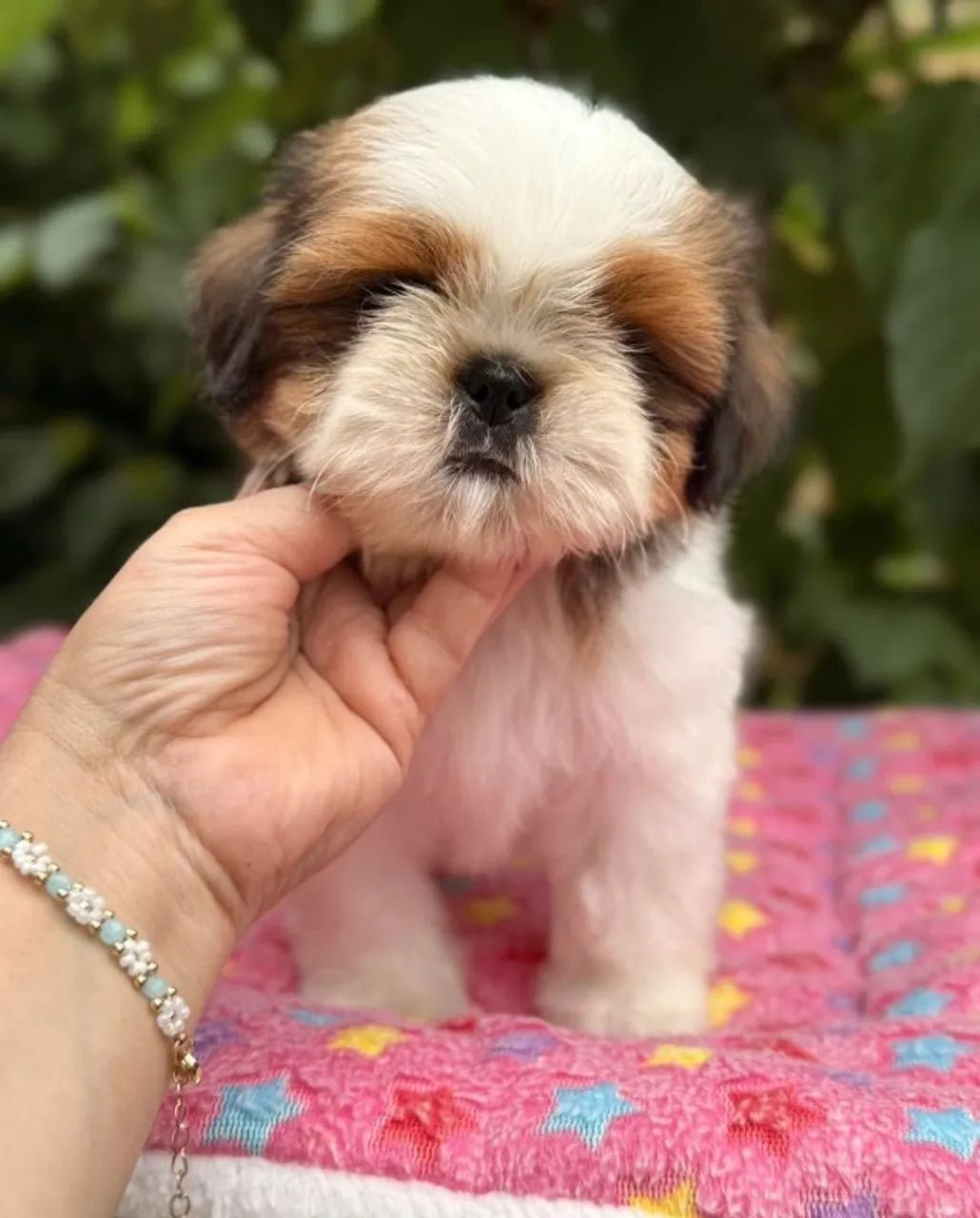 Uma Bolinha de Amor Chamada Shih Tzu - Foto 2