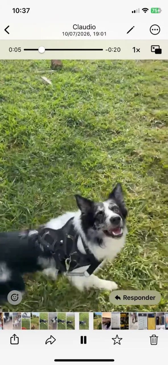 Cachorro  - Foto 3