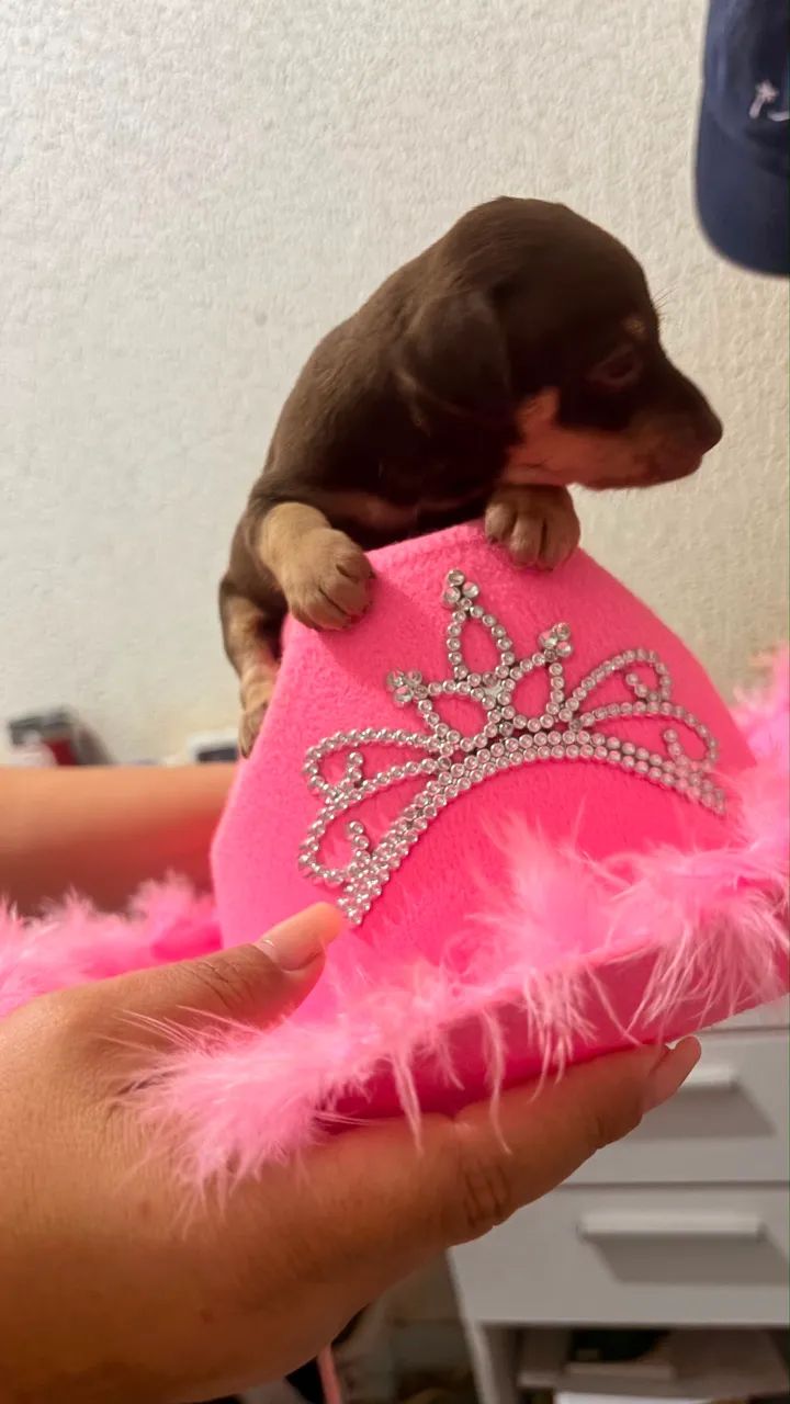 Pinscher Fêmea - Foto 4