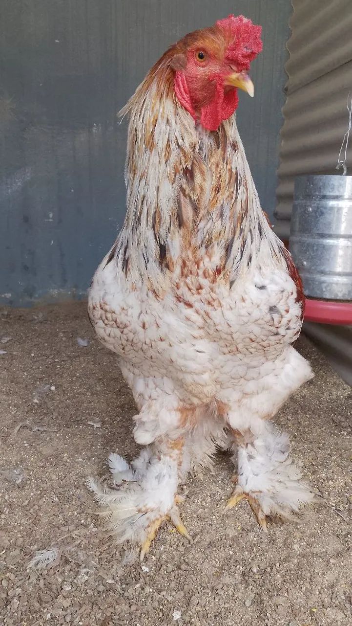 Brahma Perdiz splash