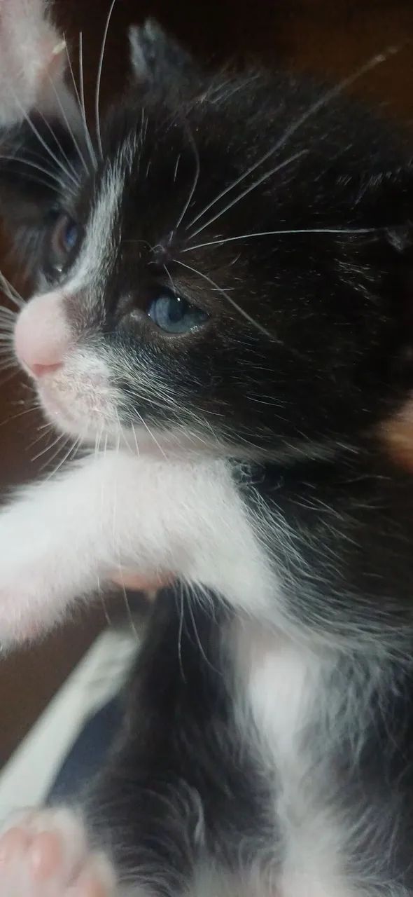Doa se gatinhos - Foto 3