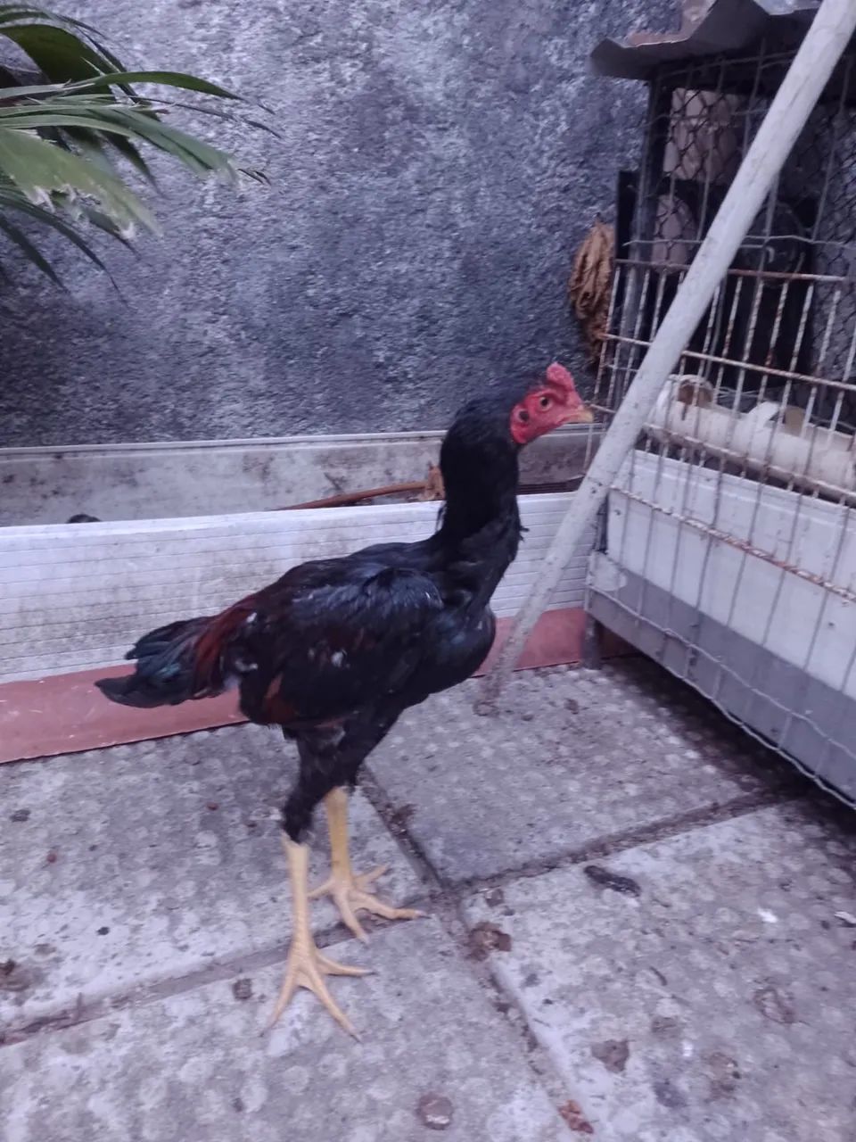 Frango de raça - Foto 5