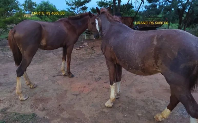 Cavalos castrados mansos de sela
