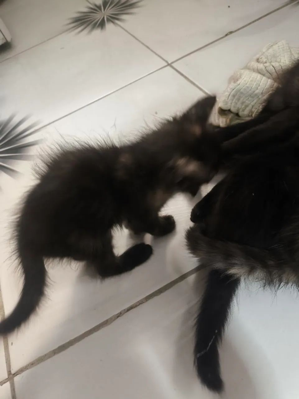 Doação de gatos  - Foto 3