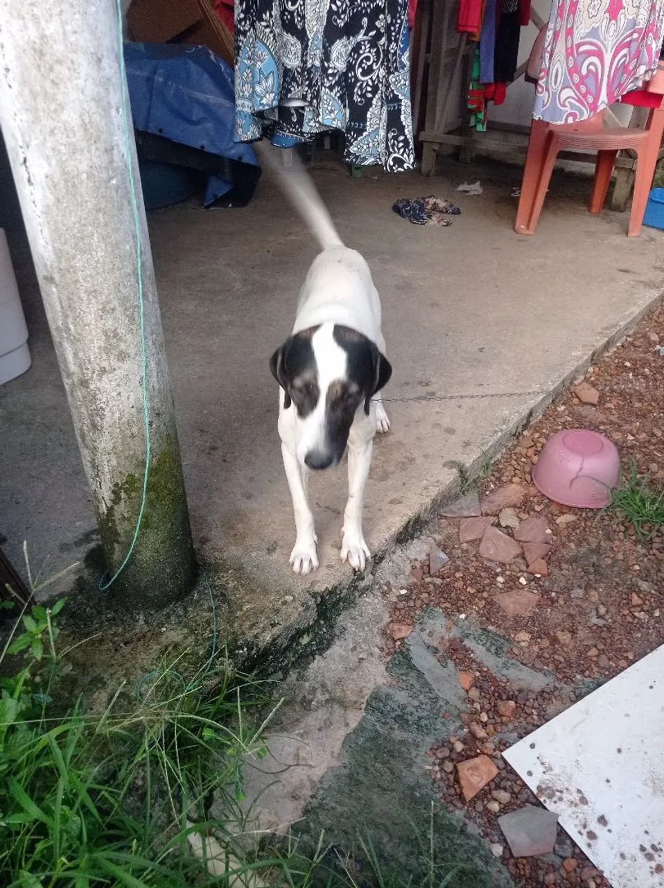 Cachorro - Foto 3