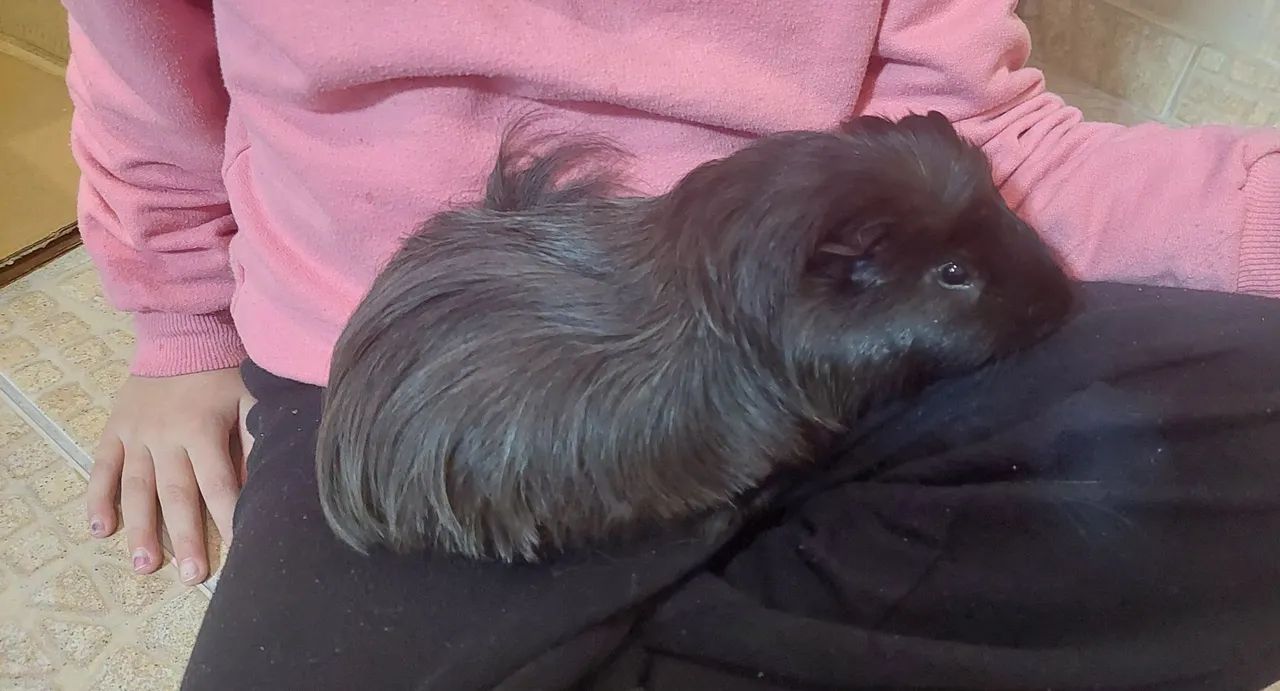 Porquinho da índia macho - Foto 2