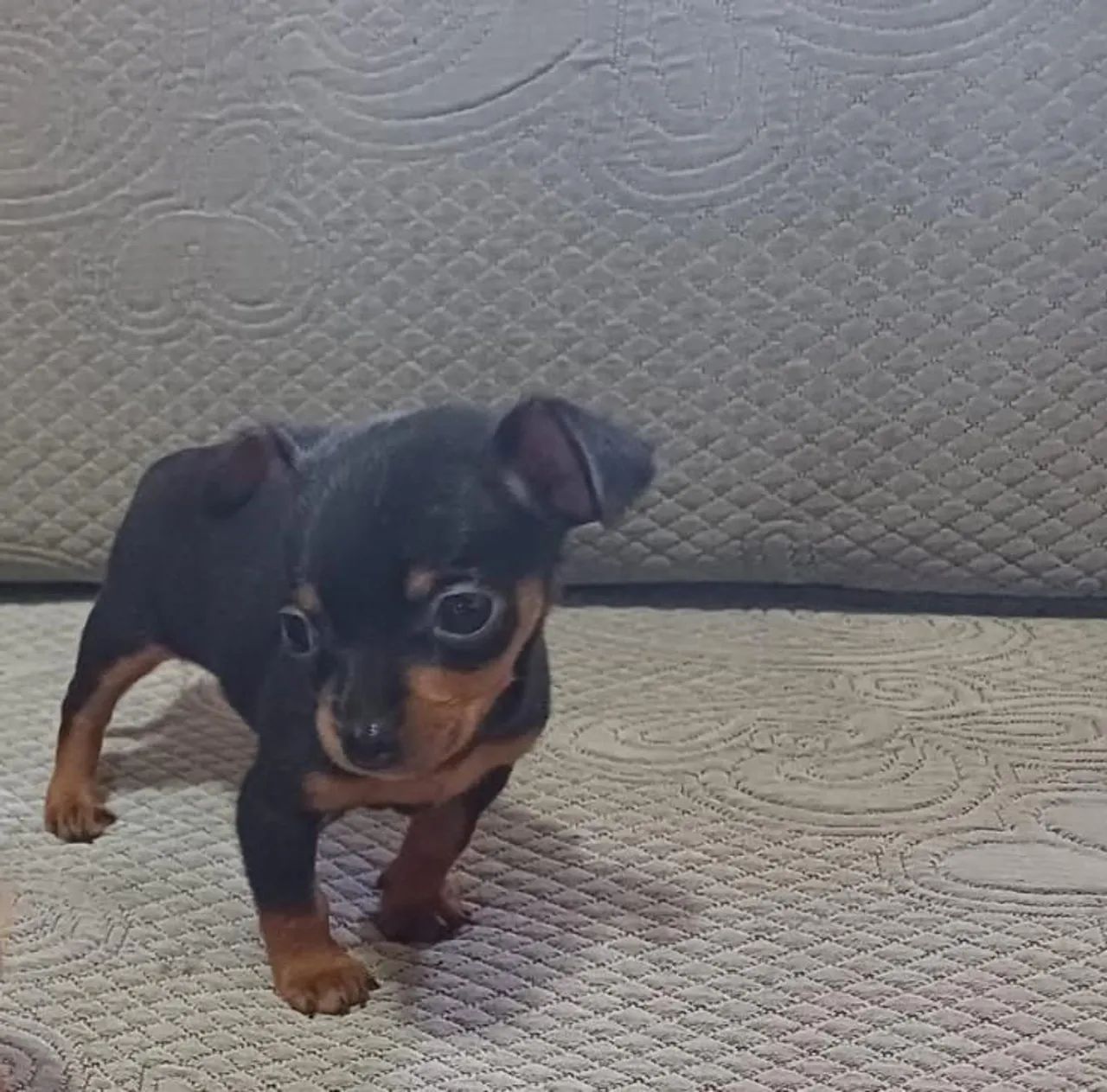 Pincher anão mini