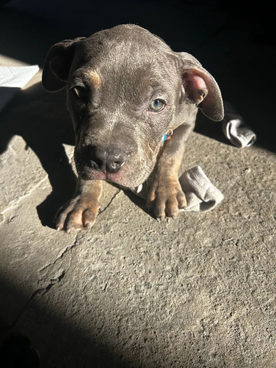 American bully  - Foto 2