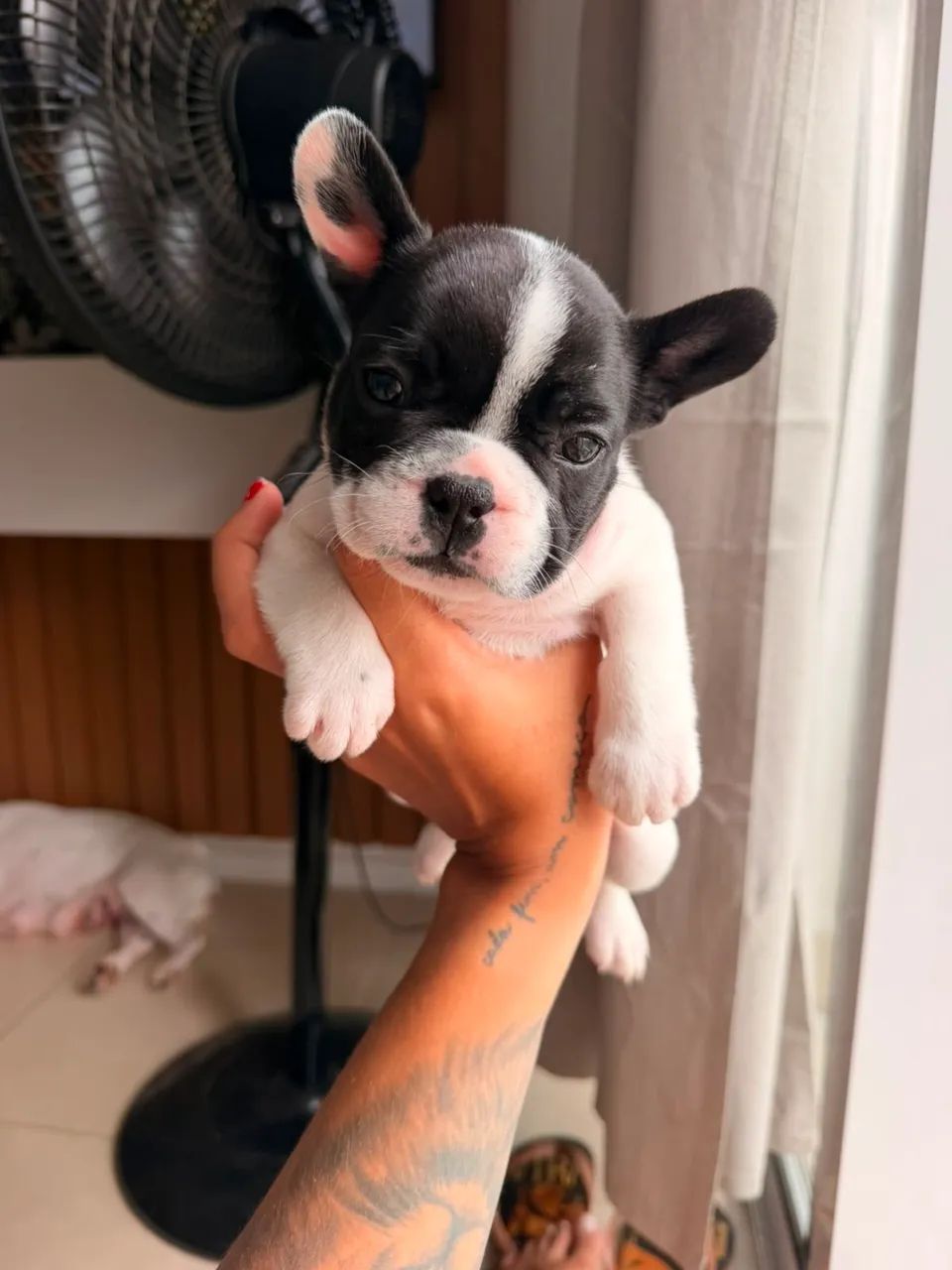 BULDOGUE FRANCÊS  - Foto 2