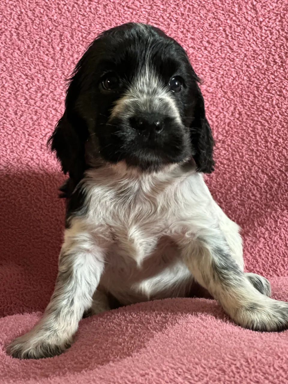 Cocker