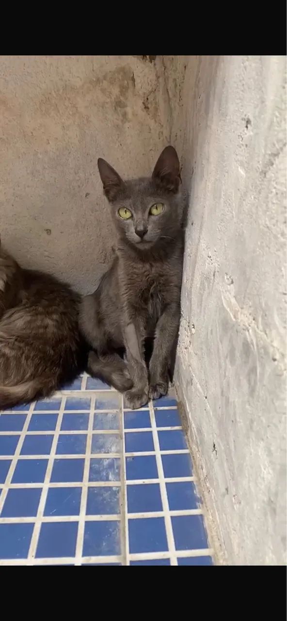 Gatinha para doação  - Foto 3