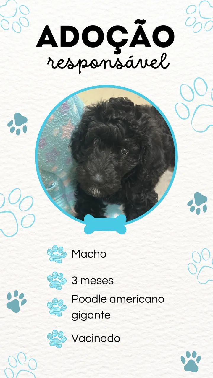 Doação Filhote Poodle Americano Gigante