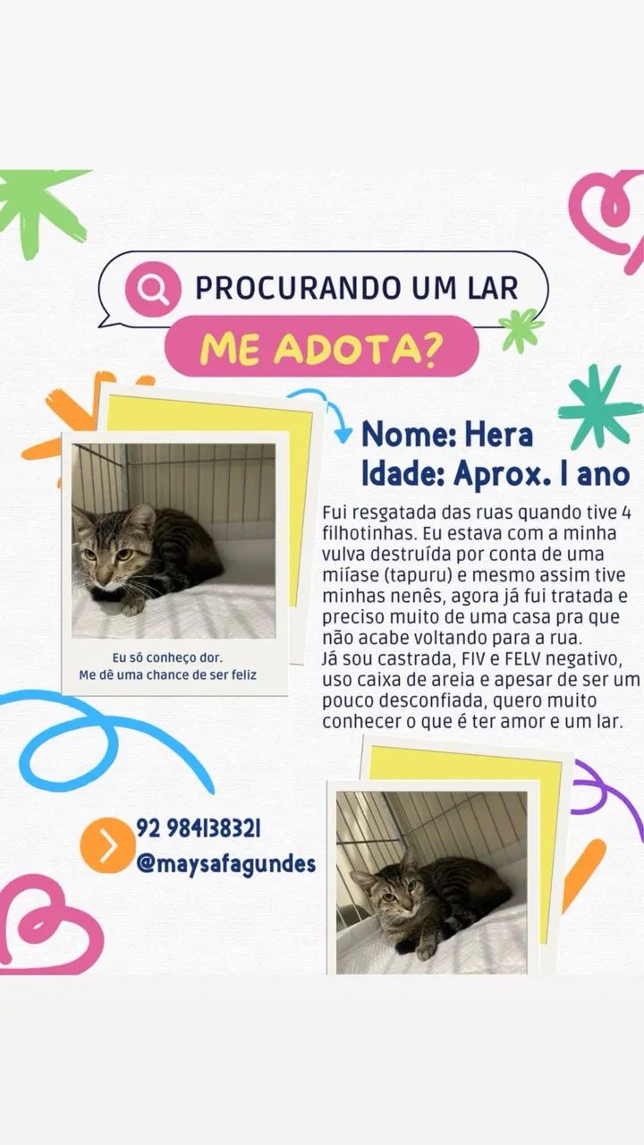 Gata castrada para adoção  - Foto 3