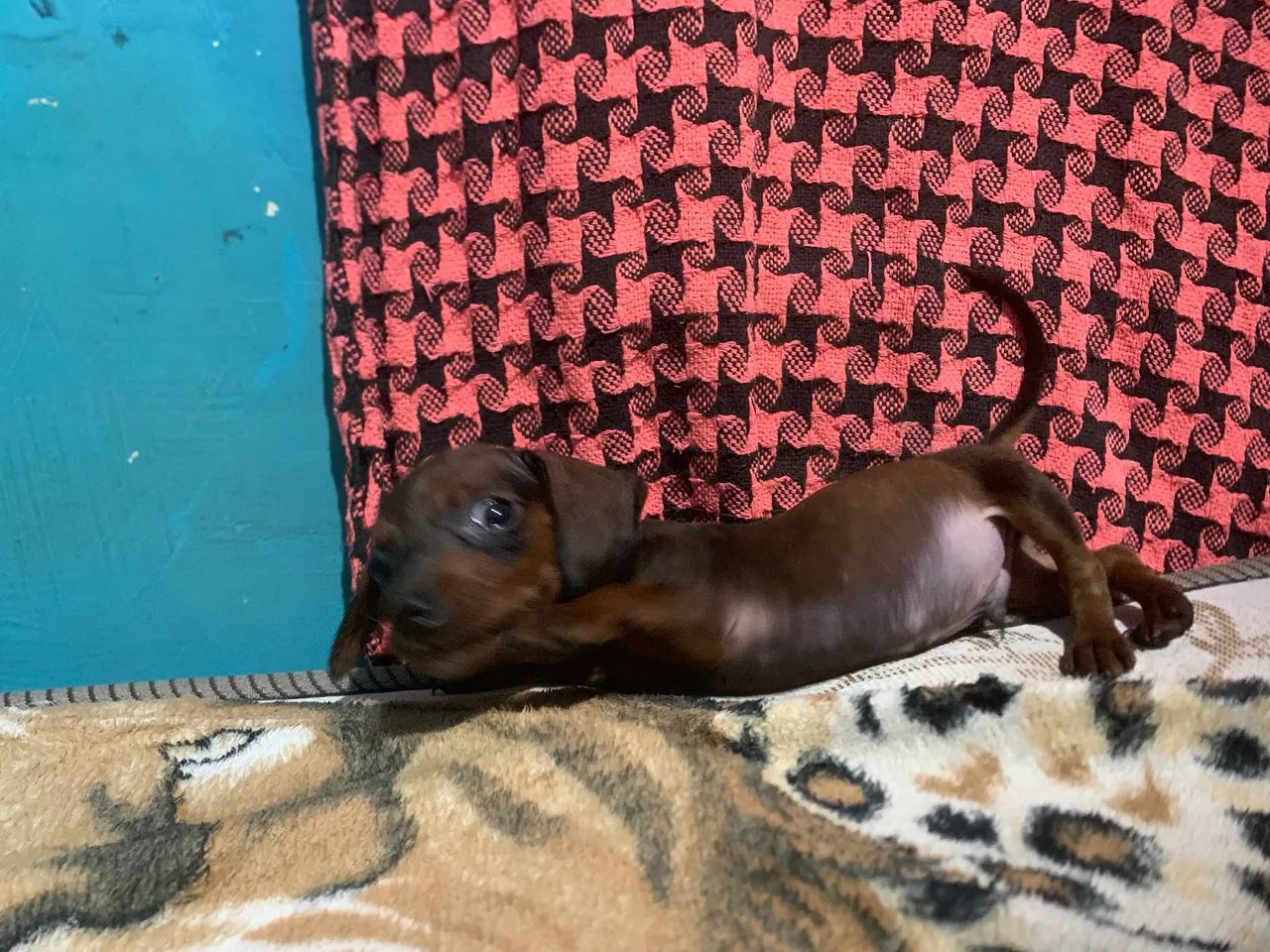 Vendo esse salsicha  - Foto 4