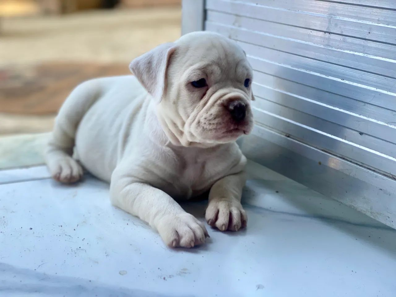 American bully  - Foto 4