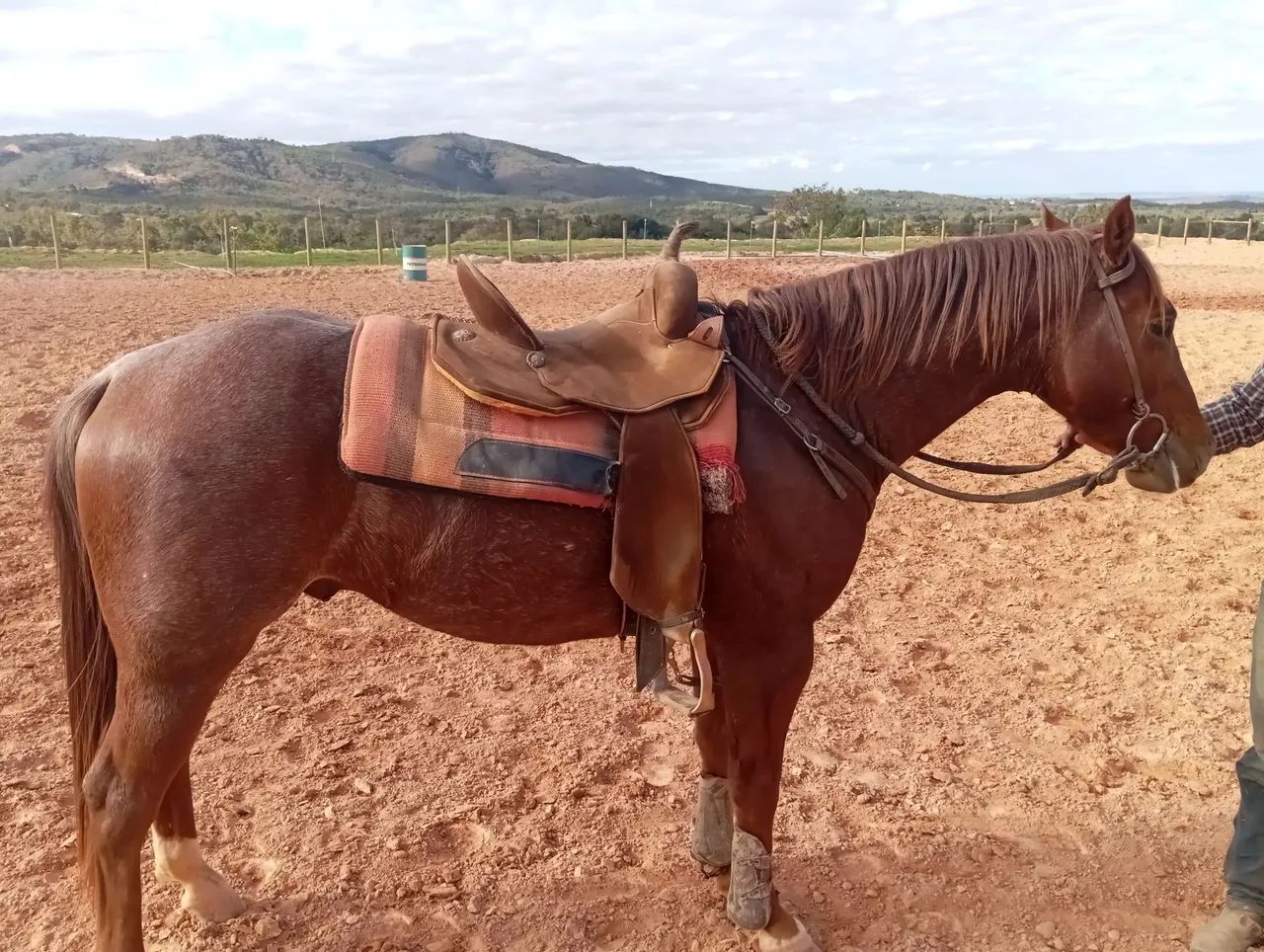 Garanhão quarto de milha a venda  - Foto 3